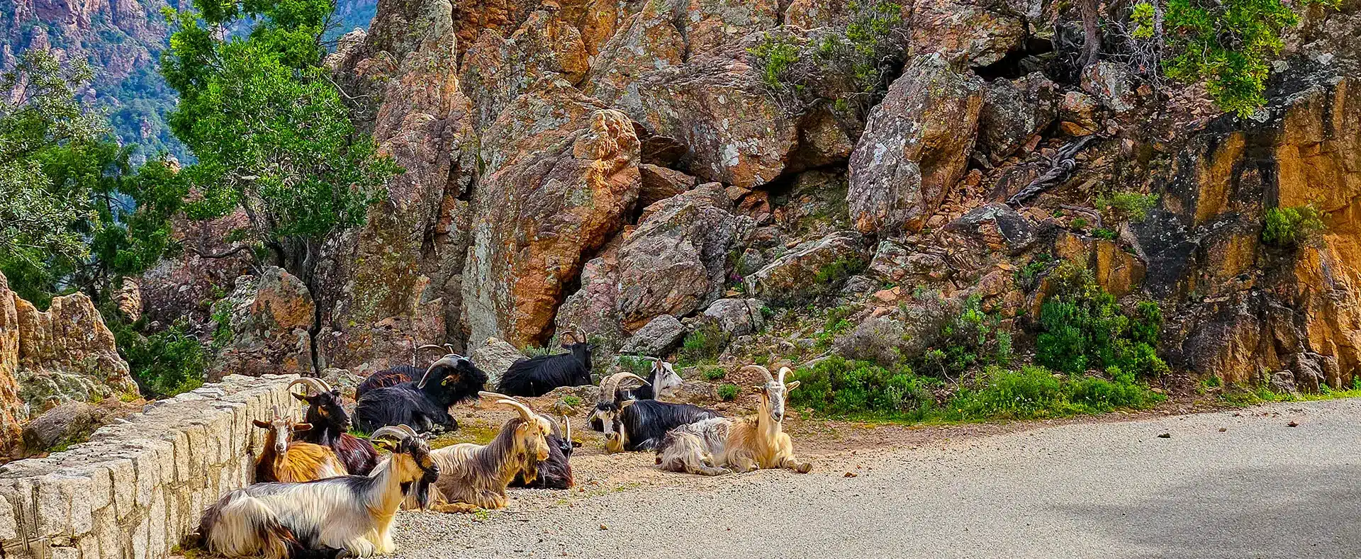 Troupeau de chèvres sur le bord d'une route sinueuse en Corse, entre rochers rouges et maquis, lors d'un voyage à moto